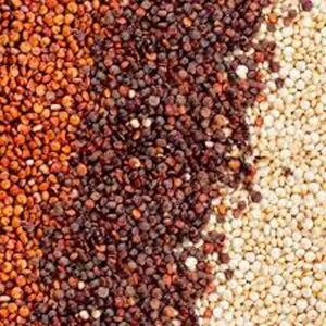 Quinua ecuatoriana entrará al mercado de Malasia