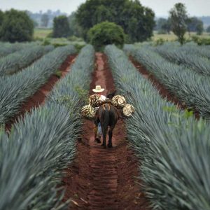 Industria Tequilera aporta divisas.