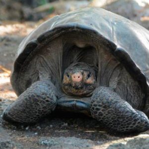 Tortuga gigante divisada en Galápagos