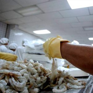 China levantó la suspensión temporal a una de las cinco exportadoras de camarón ecuatoriano